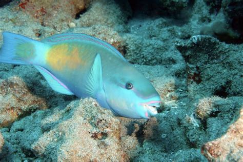 Who Will Save the Coral Reef Saviors of Hawai'i? - MAHB