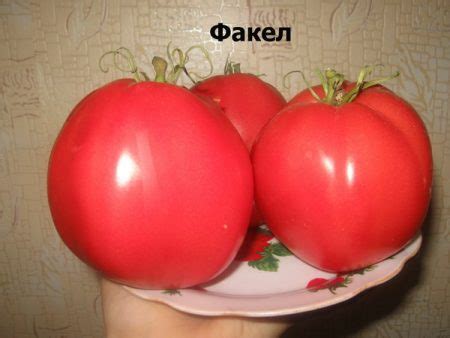 Томат Факел: характеристики и описание сорта, урожайность, отзывы, фото