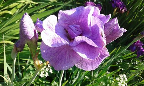 Ирис Сибирский Пинк Парфейт Фото – Telegraph