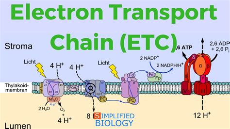 Electron transport chain : agri learner