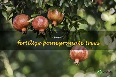 The Best Time To Fertilize Your Pomegranate Tree For Maximum Yields