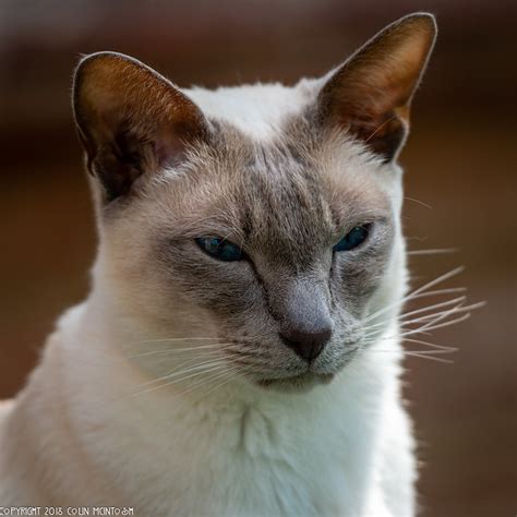 Siamese Cat Pictures and Information - Cat-Breeds.com