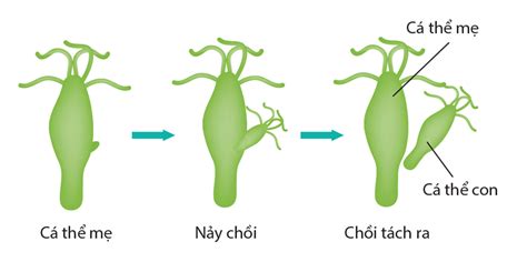 hinh thuc sinh san nay choi gap  nhom dong vat