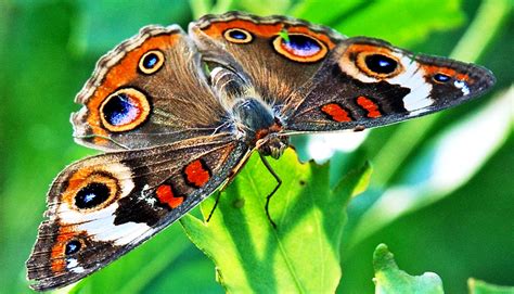 team cracks butterfly wing color mystery futurity