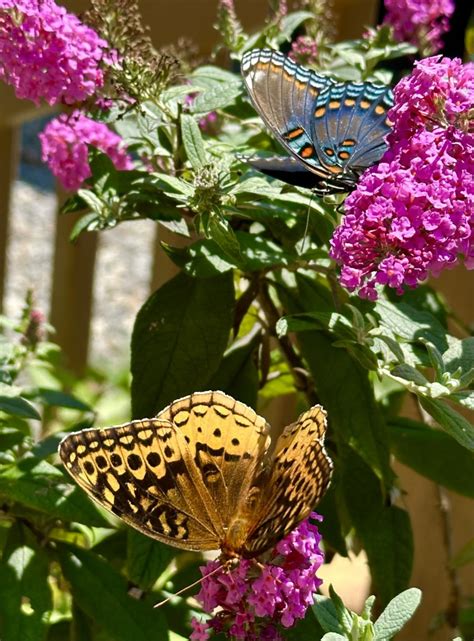 Spring Lepidoptera Porn Page 4 Telecaster Guitar Forum