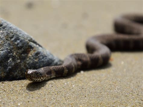 ‘Epic’ footage shows snake-eat-snake