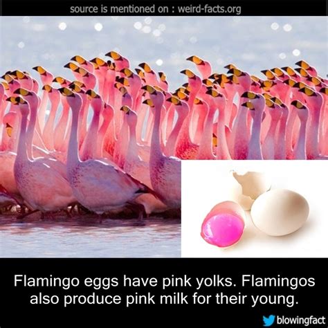 Weird Facts — Flamingo eggs have pink yolks. Flamingos also...