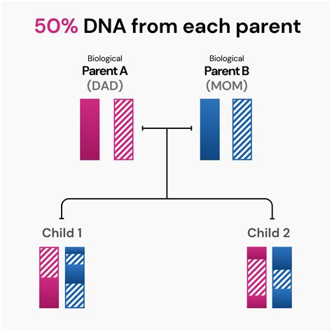 How Much DNA Do Siblings Share And What Does It Signify?