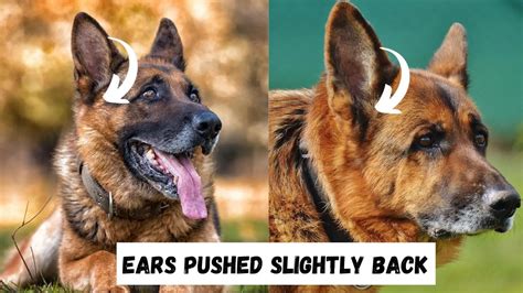 German Shepherd Ear Chart And Position Meanings Ear Stages