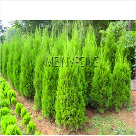 Trees Conifer 20pcs Seeds Free Shipping Up To 70 Off