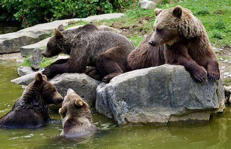 10 Most Popular Bear Movies Of All Time We Love Bears Blog