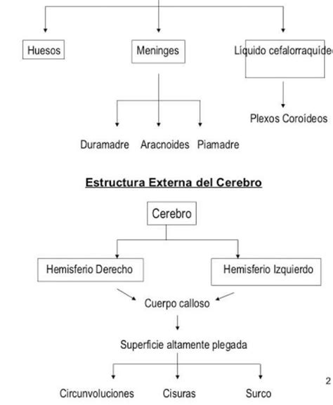 Arriba Imagen Mapa Mental Encefalo Abzlocal Mx