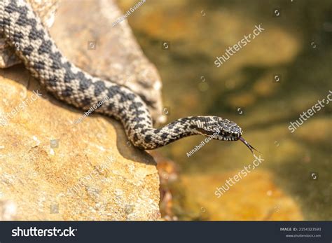 vipera images stock  vectors shutterstock