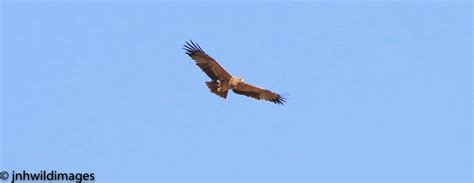 Spanish Imperial Eagle – Jon Hardacre Nature Photography