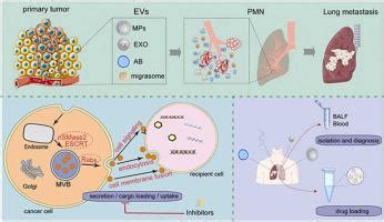 肿瘤细胞外囊泡在肺转移中诱导转移前生态位的形成 Pharmacological Research X MOL