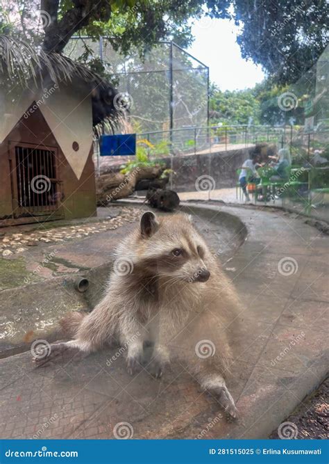 A Guadeloupe Raccoon In An Open Air Cage At A Zoo Stock Image Image