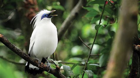 Burung Dewata Homecare24