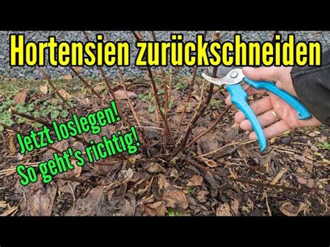 Wie Schneide Ich Hortensien Richtig So Geht S YouTube