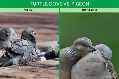 Difference Between Turtle Dove vs. Pigeon - Comparison With Photos