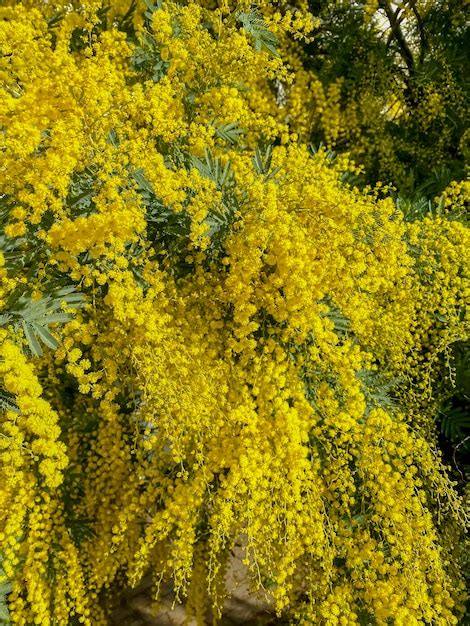 Premium Photo Mimosa Tree Yellow Flowers Of Mimosa Closeup