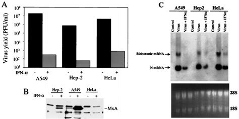 Inhibition Of HPIV3 Multiplication And Induction Of MxA In Different