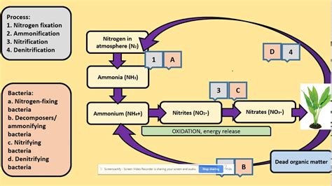 3541 Nitrogen Cycle Aqa A Level Biology Youtube