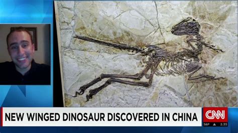 New Winged Dinosaur Discovered In China Cnn