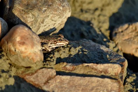 picture amphibian big rocks camouflage frog shadow nature