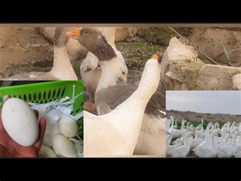 كيفية تربية الوز أنواع مدة حضانه مواسم البيض Raising geese, incubation