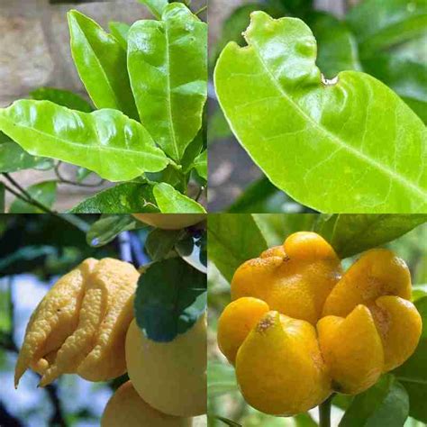 Citrus Bud Mite The Mystery Of The Oddly Shaped Fruit