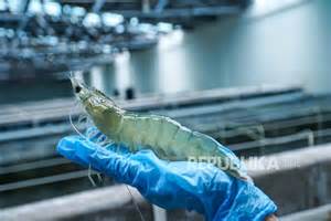 program induk udang vaname nusa dewa kkp pacu produksi udang nasional