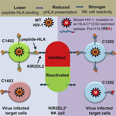 HIV 1 Control By NK Cells Via Reduced Interaction Between KIR2DL2 And