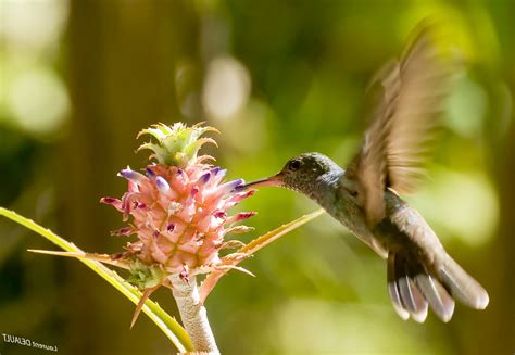 Wallpaper Birds Flowers Nature Branch Flying Wildlife