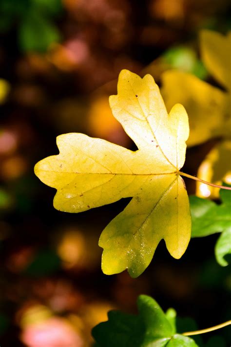 Фото Всех Листьев – Telegraph