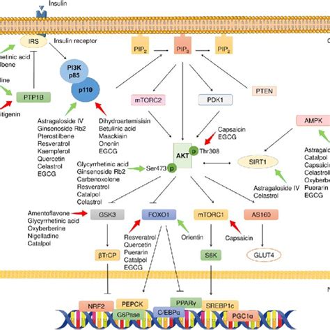 Modulation Of The PI3K AKT Signaling Pathway Targeting Obesity Through