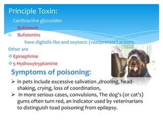 Marine toad :Zootoxin | PPT