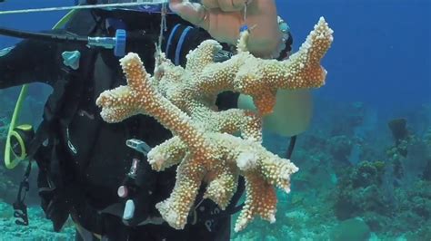 How Do Scientists Grow Corals Youtube