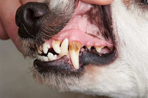 Leaky Gums In Dogs