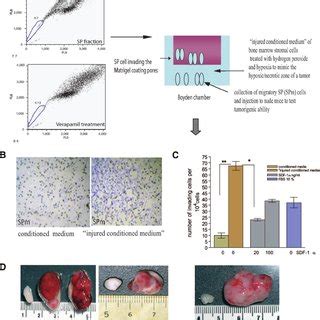 Spm Cells Are More Tumorigenic Than Spn Cells A Characteristic