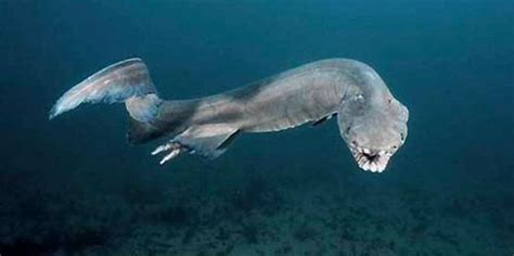 The prototype of the deep sea monster - the frilled shark - iNEWS