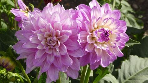 Когда сажать астры в 2024 году: благоприятные дни для посадки семян ...