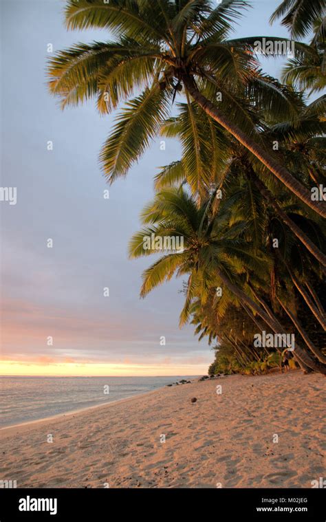 Rarotonga sunset with palms Stock Photo - Alamy