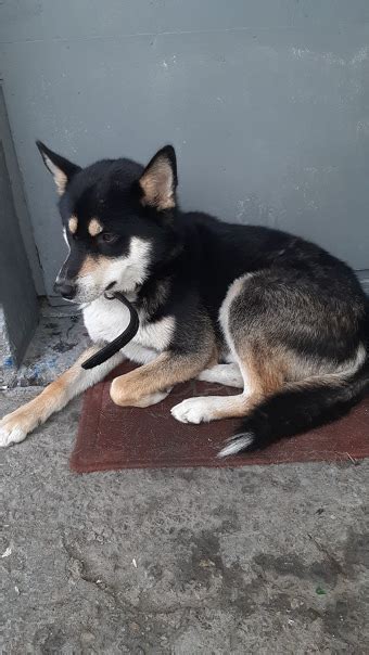 МУРМАНСК, проезд ЛЕДОКОЛЬНЫЙ. Не первый день замечаю собаку (кобель ...