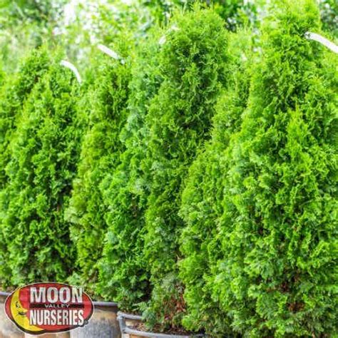 Green Giant Arborvitae Hedge Material Moon Valley Nurseries