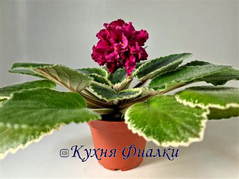 Фиалки Морев, НК, НД, ВаТ, ПТ, ЕК