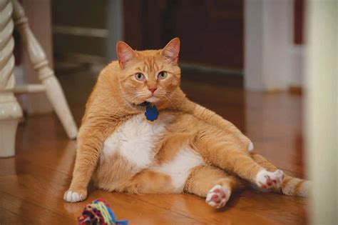 Download Fat Cat Pictures
