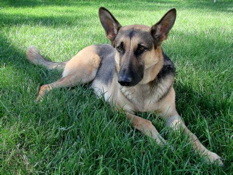 Free Images : grass, lawn, puppy, animal, wildlife, german shepherd ...