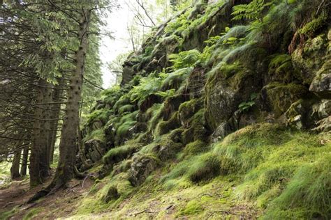 4K 5K 6K Forests Stones Moss HD Wallpaper Rare Gallery