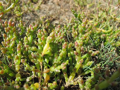 Солерос европейский (77 фото) - фото - картинки и рисунки: скачать ...