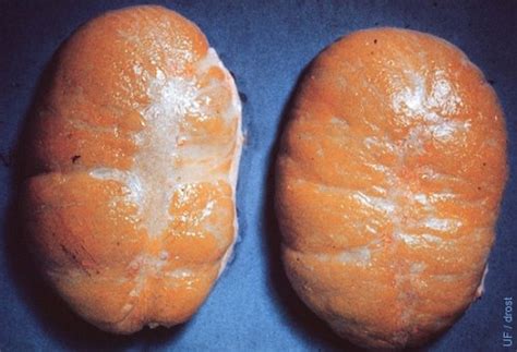 Drost Project: The Visual Guide to Bovine Reproduction: Testis and ...